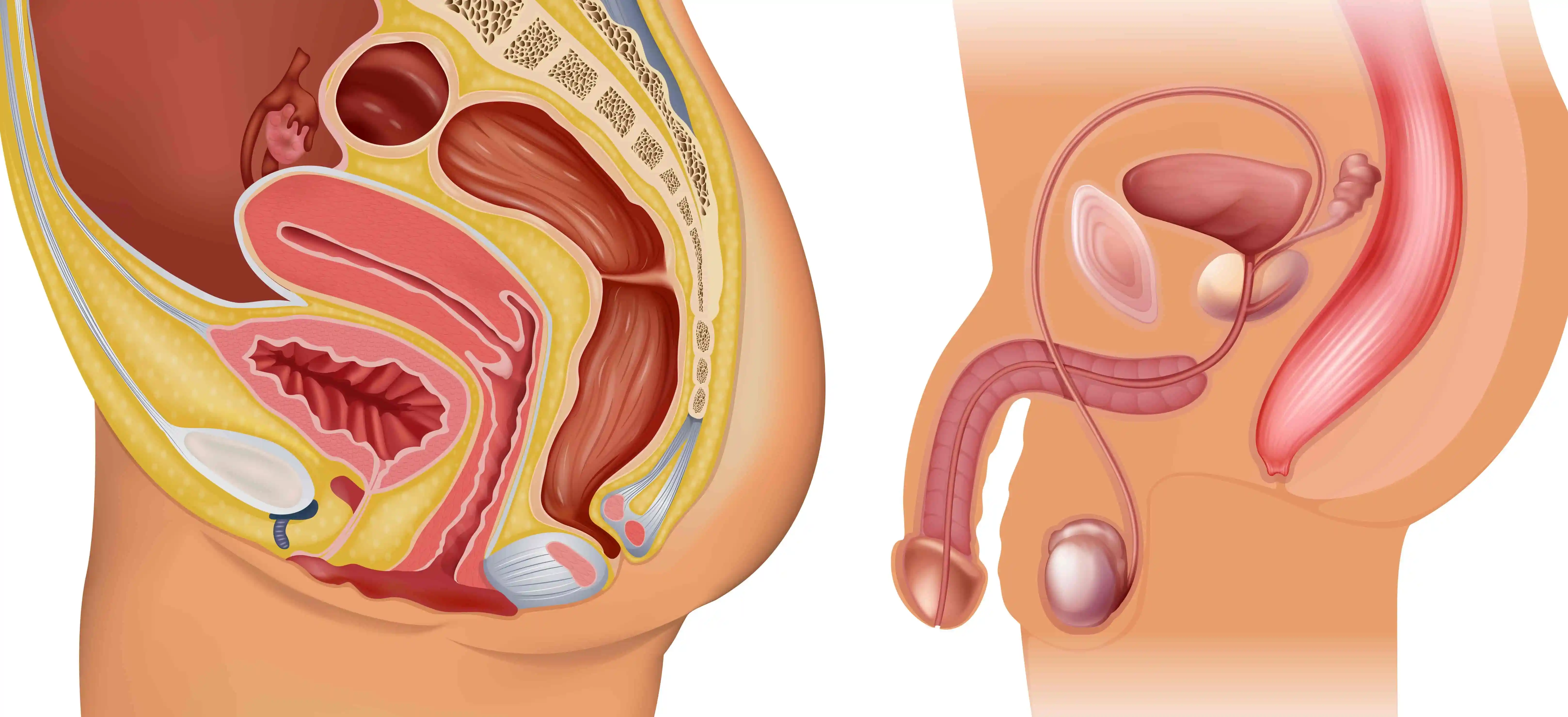 Reproductive  system